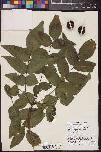 Juglans major image