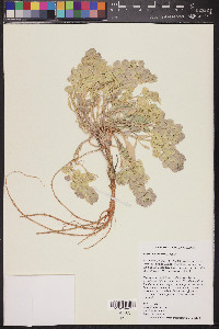 Physaria newberryi image