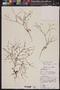 Eriogonum palmerianum image