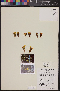 Rebutia fidana image