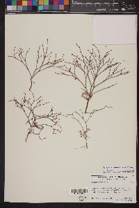 Eriogonum palmerianum image