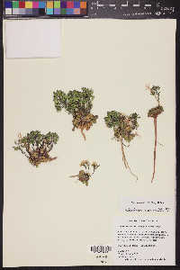 Noccaea fendleri image