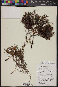 Eriogonum hieracifolium image