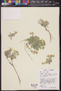 Physaria newberryi image