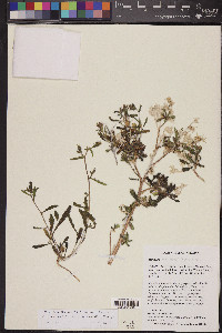 Mentzelia cronquistii image