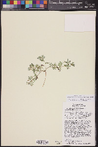 Acmispon strigosus image