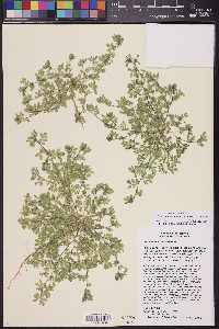 Acmispon brachycarpus image