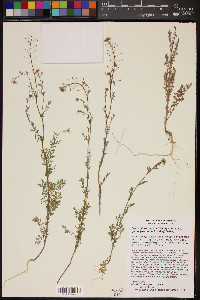 Descurainia pinnata subsp. glabra image