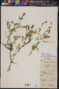 Mentzelia longiloba var. yavapaiensis image