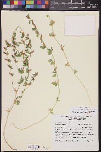 Acmispon brachycarpus image