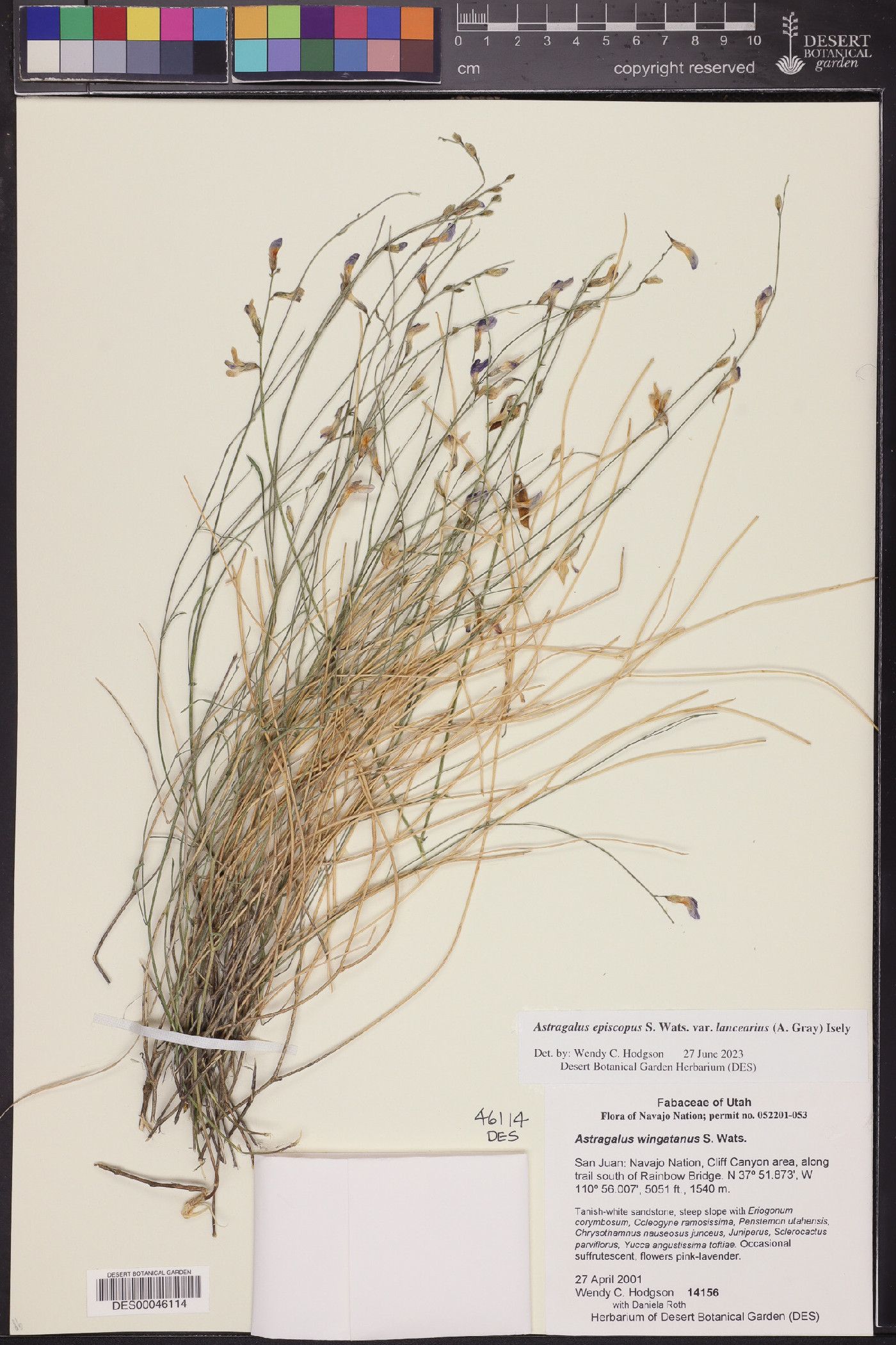 Astragalus episcopus var. lancearius image