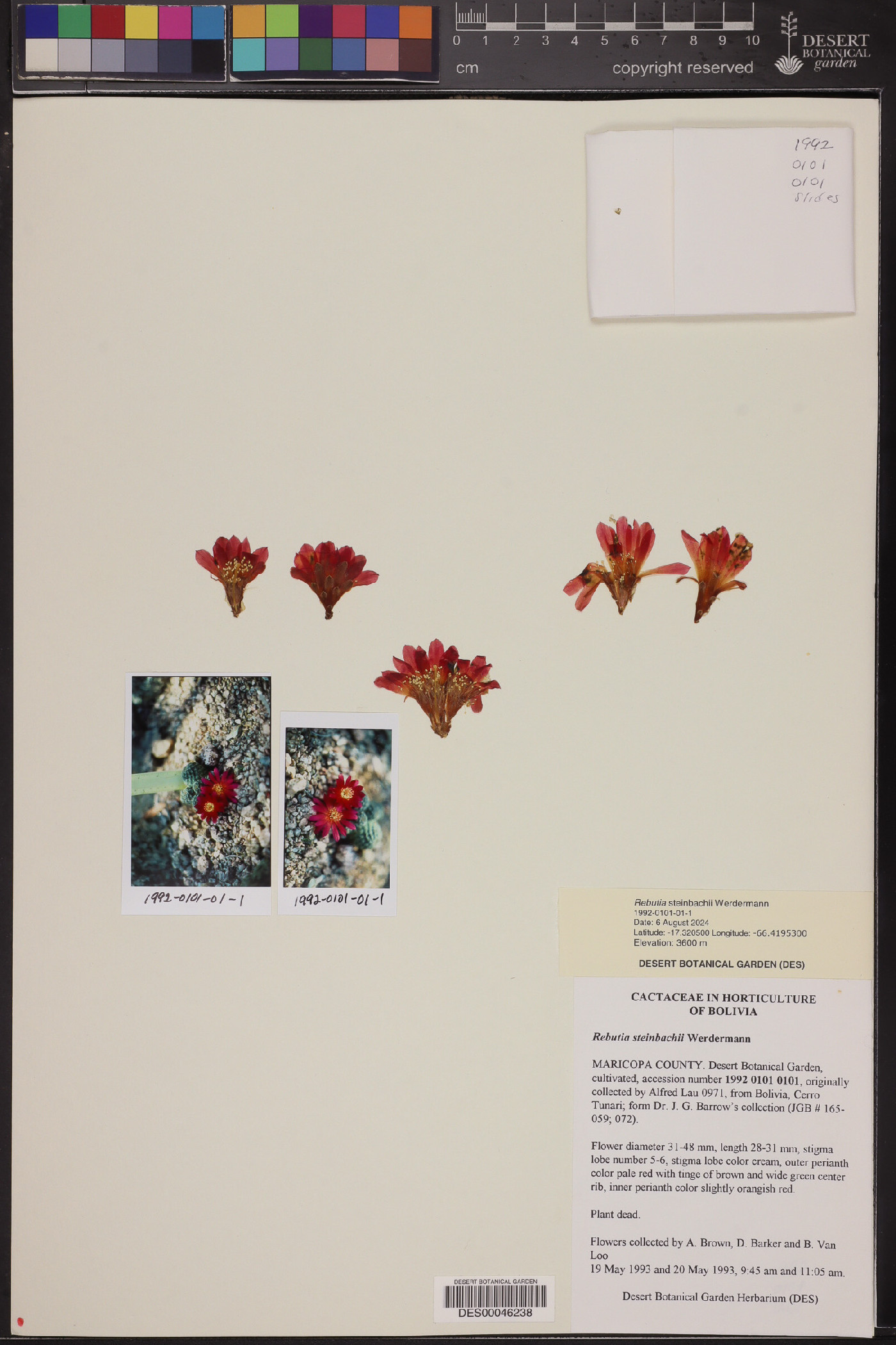 Rebutia steinbachii image