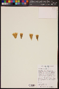 Sclerocactus warnockii image