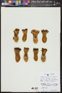Pachycereus pringlei image