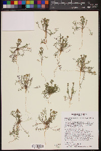 Lepidium lasiocarpum var. wrightii image