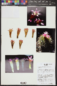 Eriosyce subgibbosa image