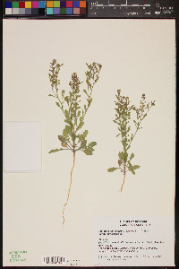 Lepidium lasiocarpum image