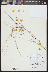 Parkinsonia aculeata image
