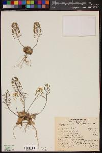 Draba asprella image