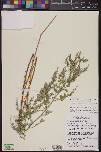 Chenopodium neomexicanum image