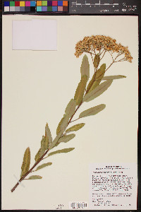 Vauquelinia californica image