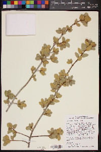 Quercus turbinella image