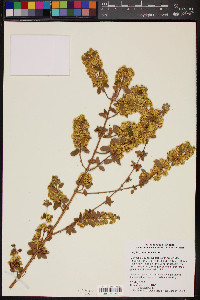 Lippia graveolens image