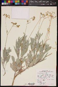 Parthenium argentatum image