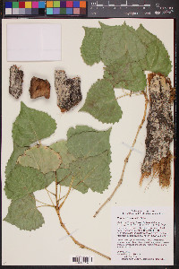 Populus fremontii image