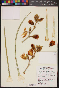 Yucca elata image