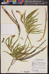 Chilopsis linearis image