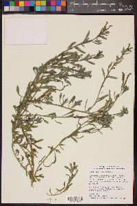 Heliotropium curassavicum image