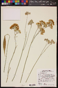 Asclepias subulata image