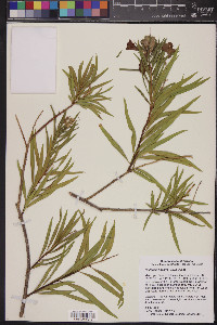 Chilopsis linearis image