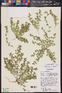 Acmispon brachycarpus image