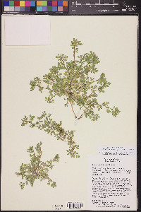 Acmispon brachycarpus image