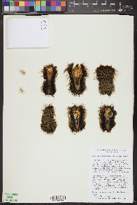 Pachycereus lepidanthus image