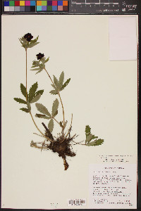 Potentilla thurberi image