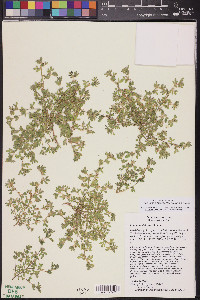 Acmispon brachycarpus image