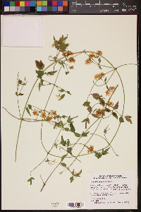 Clematis ligusticifolia image