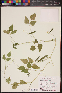 Phaseolus acutifolius image