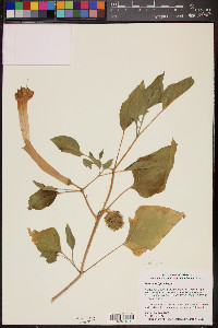 Datura wrightii image