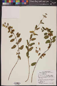 Lippia graveolens image