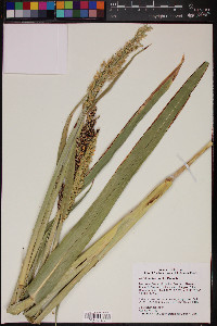 Sorghum bicolor image