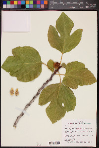 Ficus carica image