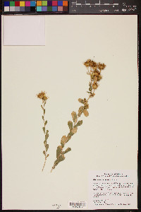 Grindelia camporum image