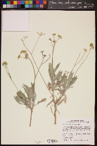 Parthenium argentatum image