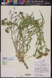 Mentzelia longiloba var. yavapaiensis image