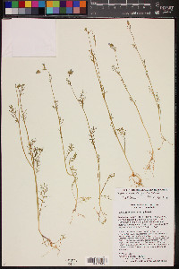 Gilia sinuata image