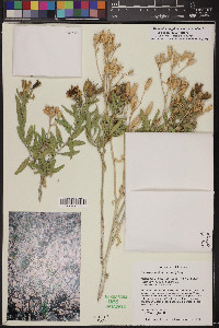 Mentzelia longiloba var. yavapaiensis image